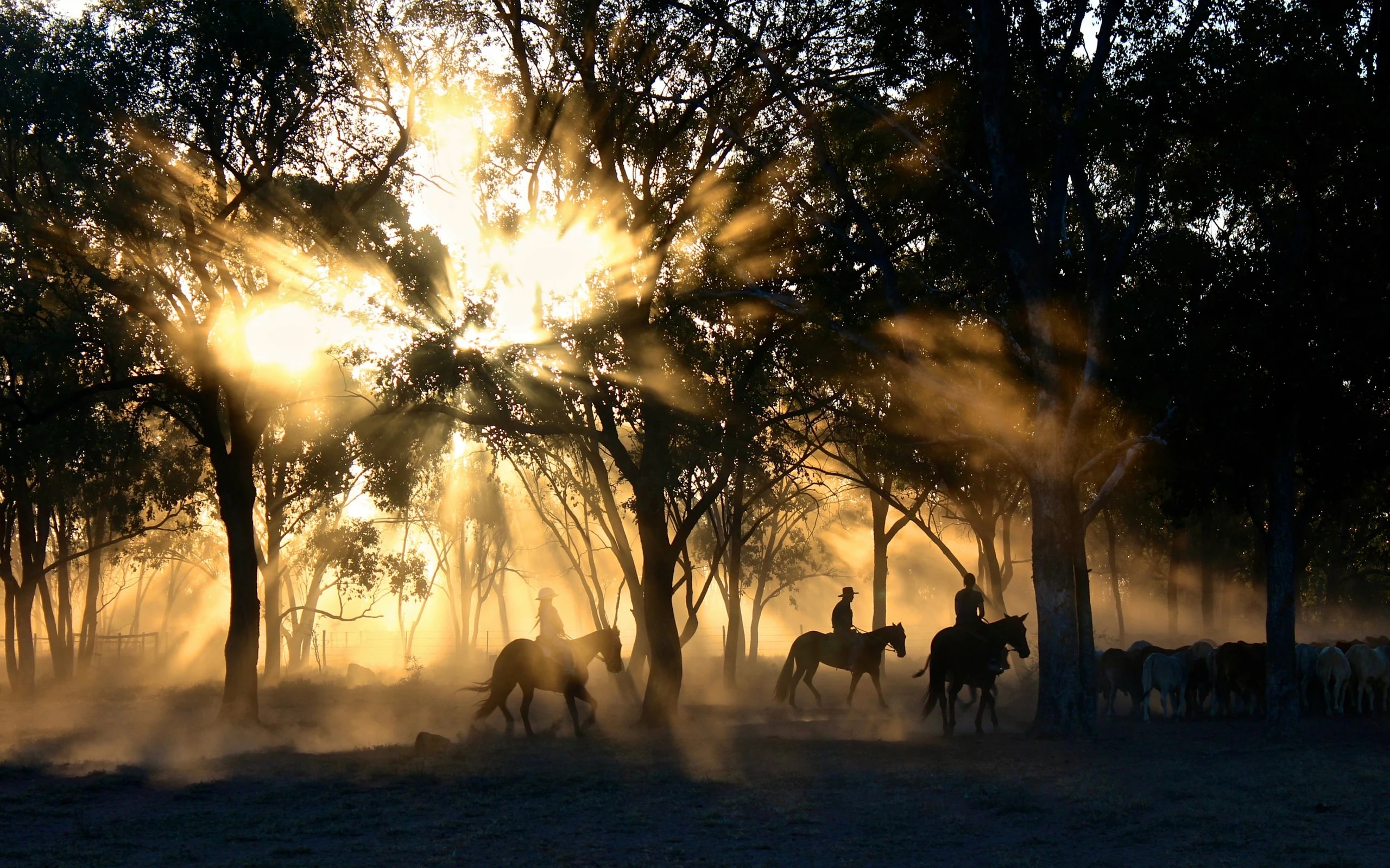 Riders moving through sunbeams in the trees
