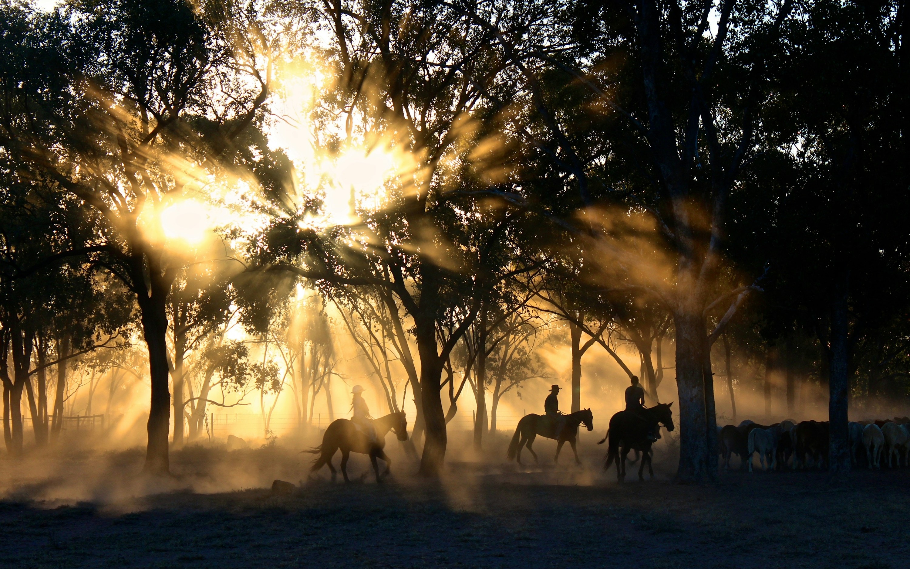 Riders moving through sunbeams in the trees